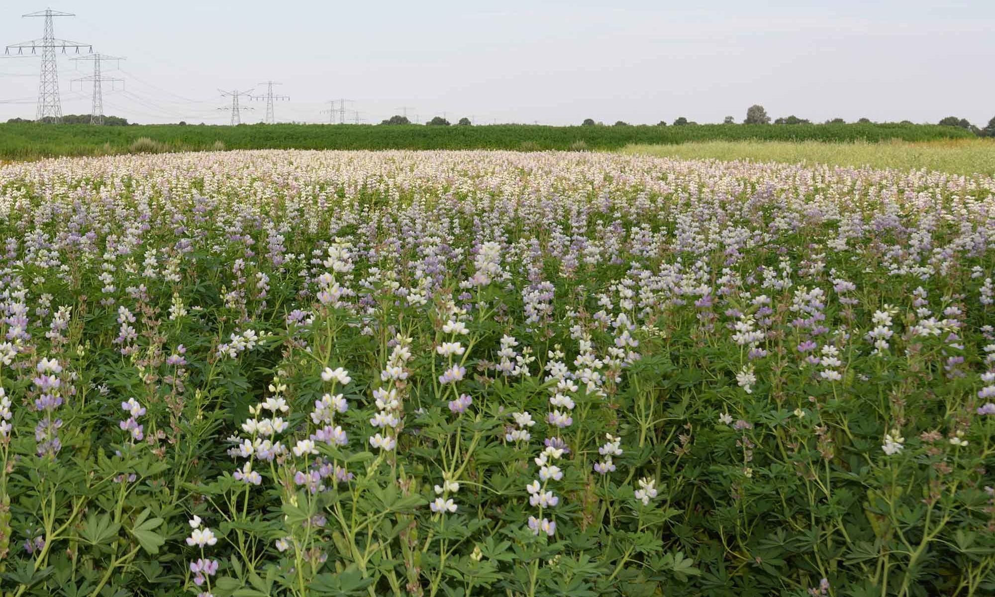 Lupin Seed Protein